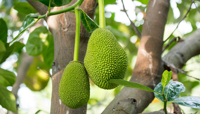 兄妹探寶 视频截图