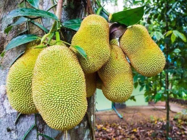 伏魔羅漢 产品图片