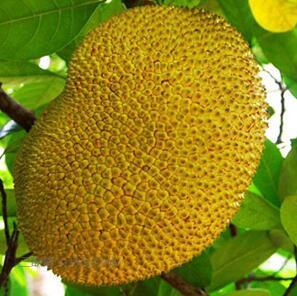 像雞毛一樣飛 视频截图