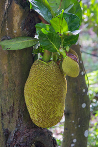 兄弟之仇 视频截图