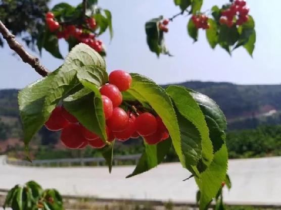 你的情歌 视频截图