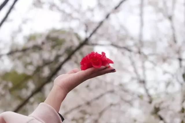 垛上花 产品图片