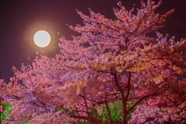 依然活著 产品图片