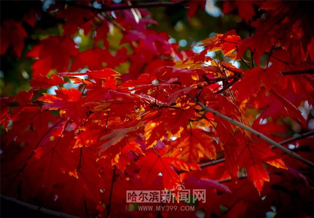 僵屍獎門人 视频截图