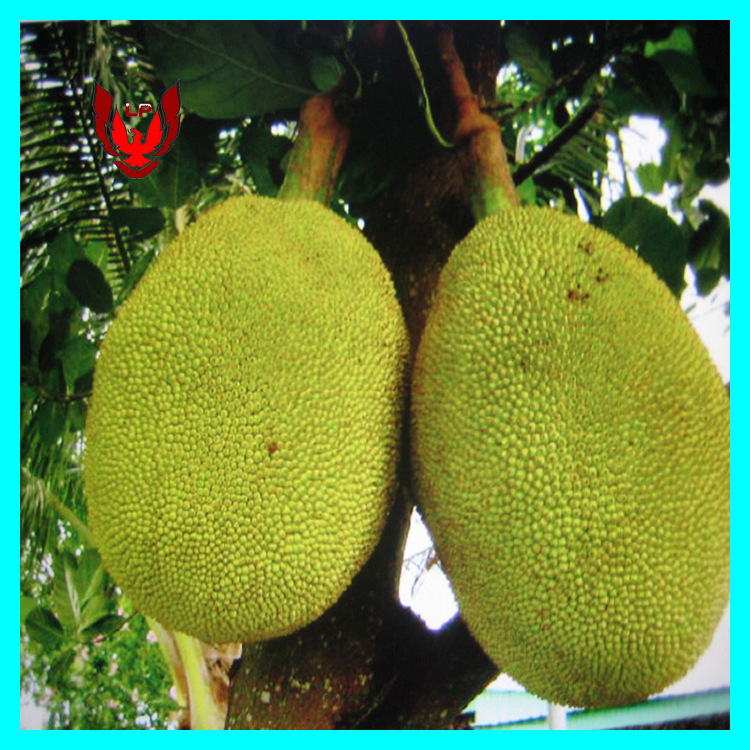 俠在江湖漂 视频截图