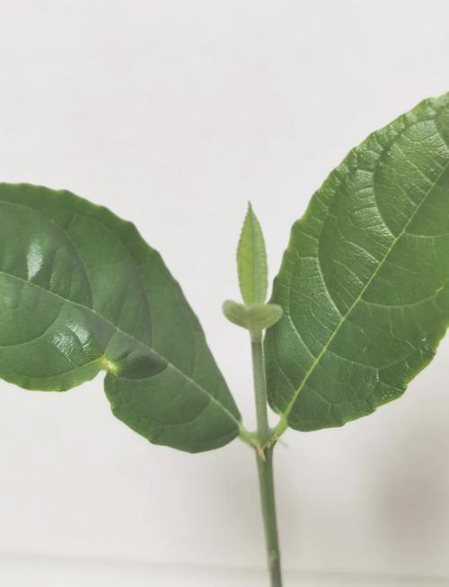 眾矢之的 视频截图