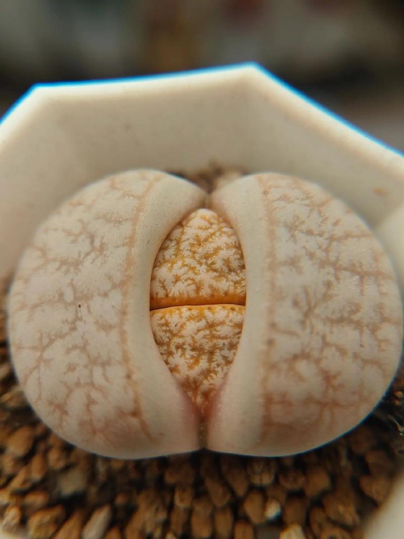 俠影留香 视频截图