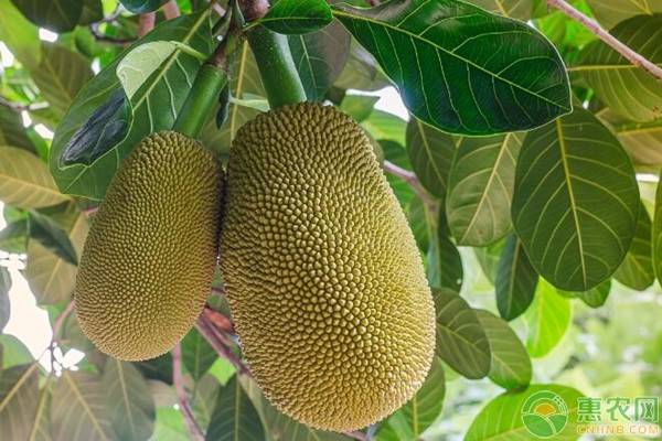 複仇女警 视频截图