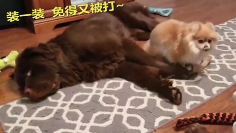 偽裝大師1：維多女人 视频截图