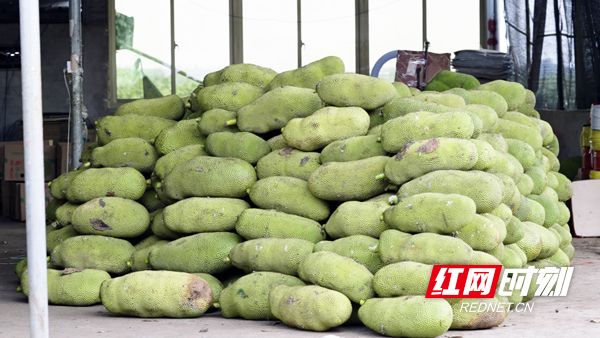 俠影留香 视频截图