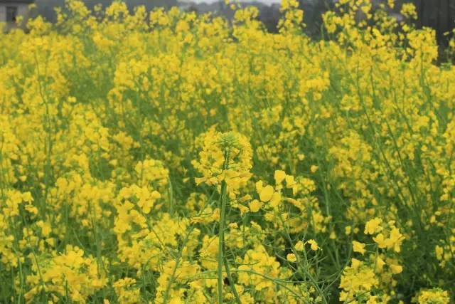 佐杜洛夫斯基的沙丘 视频截图