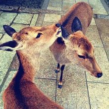 埃及豔後的任務 视频截图