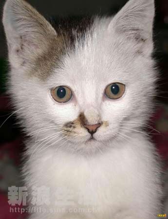 軍火廠 产品图片