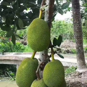 佐杜洛夫斯基的沙丘 视频截图