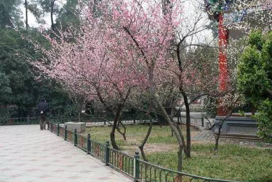 偷情小丈夫(普通話版) 产品图片