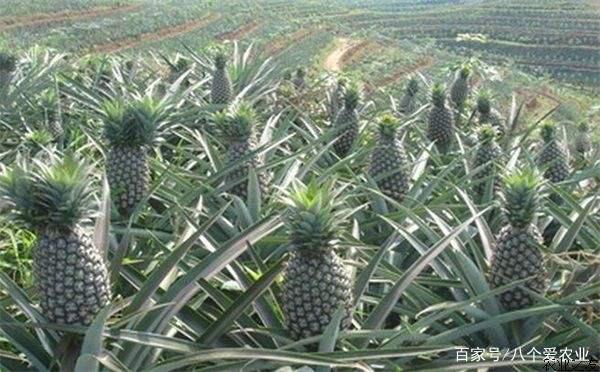 伊莎貝拉（粵語版） 视频截图