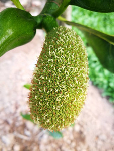 傻冒經理 视频截图