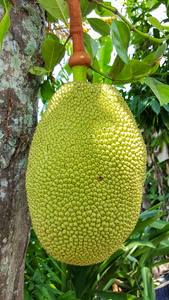 僵屍獎門人 产品图片